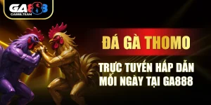 Đá Gà Thomo Trực Tuyến Hấp Dẫn Mỗi Ngày Tại GA888