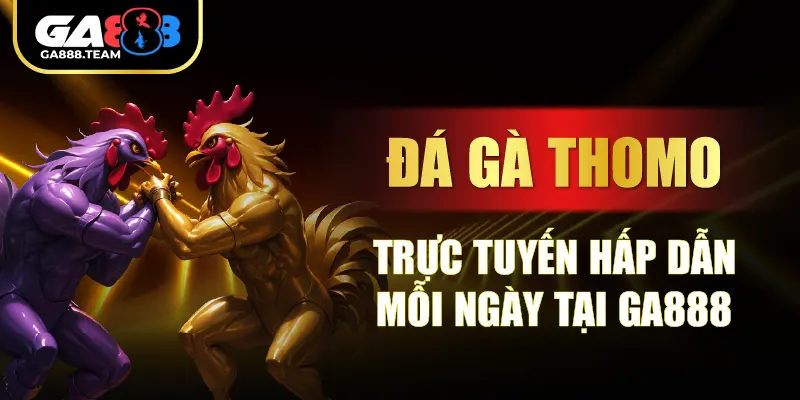 Đá Gà Thomo Trực Tuyến Hấp Dẫn Mỗi Ngày Tại GA888
