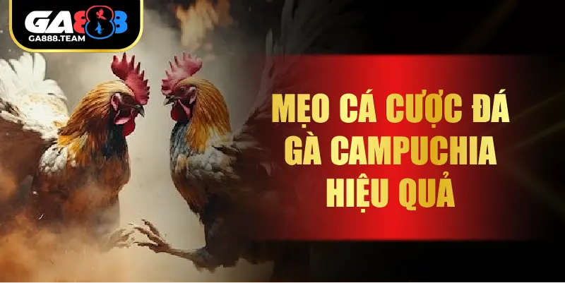 Mẹo cá cược đá gà Campuchia hiệu quả