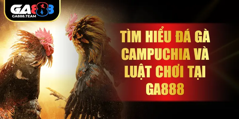 Tìm Hiểu Đá Gà Campuchia Và Luật Chơi Tại GA888