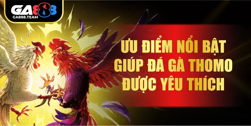 Ưu điểm nổi bật giúp đá gà Thomo được yêu thích
