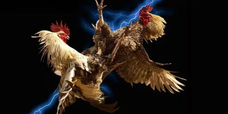 Tìm hiểu về văn hóa trong các trận đá gà