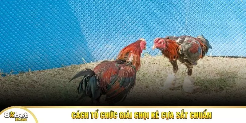 Cách tổ chức giải chọi kê cựa sắt chuẩn